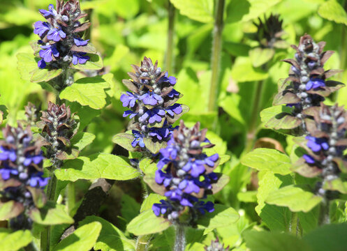 Creeping bugleweed (Ajuga reptans) grows and blooms in herbs