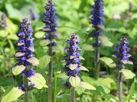 Creeping bugleweed (Ajuga reptans) grows and blooms in herbs