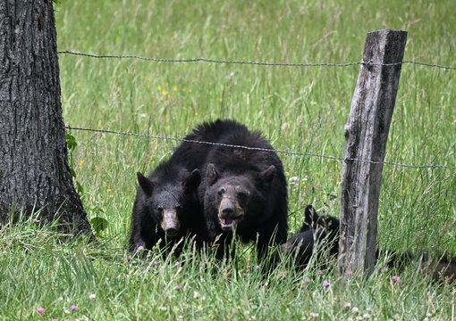 Black Bear Family by the Tree