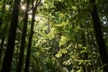 Fototapeta premium Sunlit rainforest canopy with ferns and tall trees