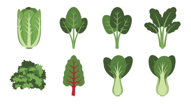 Leafy Greens Collection: Cabbage, Spinach, Bok Choy, Kale, Chard