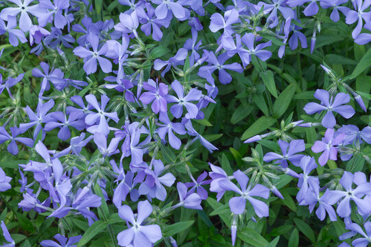 Floral background pattern of vibrant blue phlox flowers. Macro top view of spring blooming meadow blossoms. Natural organic texture for wellness and beauty design.