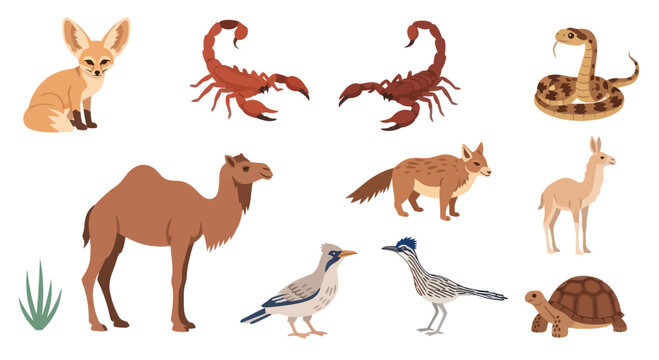 Desert Animals Collection: Fennec Fox, Scorpion, Snake, Camel, Coyote, Llama, Tortoise