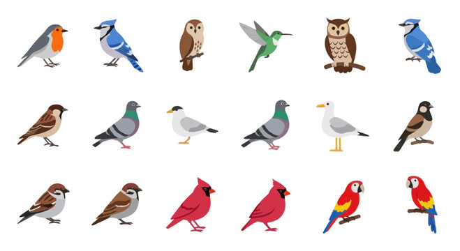 Collection of Diverse Bird Illustrations: Robin, Blue Jay, Owl, Hummingbird, Sparrow, Pigeon, Seagull, Cardinal, Parrot