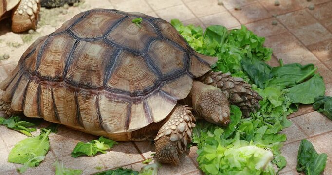 Sulcata Tortoise eating fresh leafy greens, African Spurred Tortoise, (Centrochelys sulcata), turtle showcasing natural behavior, pet care, healthy organic feeding, animal education idea, close-up