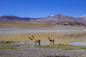 Fototapeta premium Laguna Grande, Catamarca, Argentina
