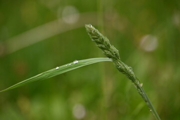 Fototapeta premium Macro shot of fgesh morning dew drops on a green grass seed head.