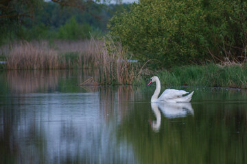 Fototapeta premium a beautiful white swan swimming peacefully on a calm lake with lush greenery.