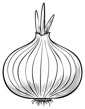 Hand drawn sketch of a single whole onion with roots and green sprouts in outline art style