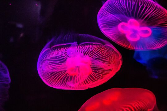  M&eacute;duse Luminescente rose fluorescente dans un aquarium marin