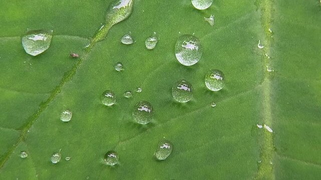 Raindrops on Taro Leaf Glistening Green for Nature Background 4K Seamless Loop