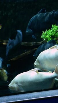 pacu fish and oscar fish.