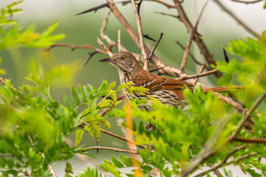 Brown thrasher perched in a tree surrounded by green leaves.