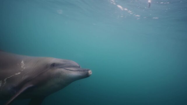 Underwater video. A dolphin in the Black Sea swims next to its neighbors and collects fish. High quality 4k footage