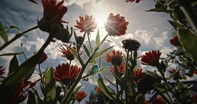 Sunlit Orange Flowers Reaching For The Sky