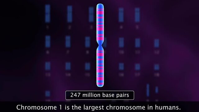  Human chromosomes