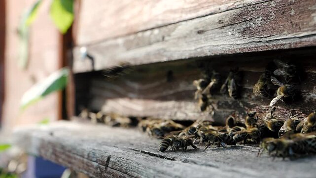 Swarm of honey bees (Apis mellifera) carrying pollen and flying to the landing board of hive in an apiary in SLOW MOTION HD VIDEO. Organic BIO farming, animal rights, back to nature concept. Close-up.