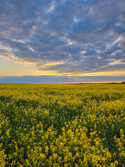 Obraz premium field of sunflowers