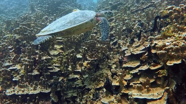 Sea turtle swimming underwater at Gab Gab Beach, Guam.