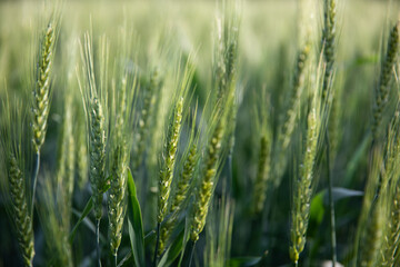 Fototapeta premium Close-up of Green Wheat Ears in Early Summer Field under Soft Sunlight