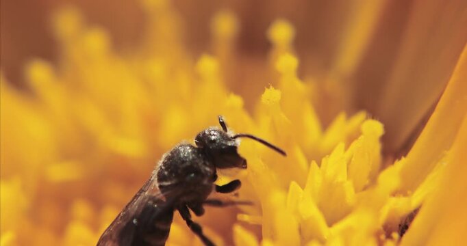 Bee Approaching A Bright Orange Flower Center In Detail