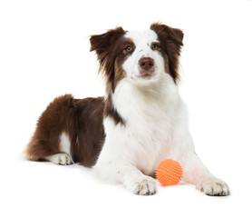 Fototapeta premium Cute Border Collie dog with ball on white background