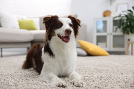 Cute Border Collie dog on floor at home. Space for text