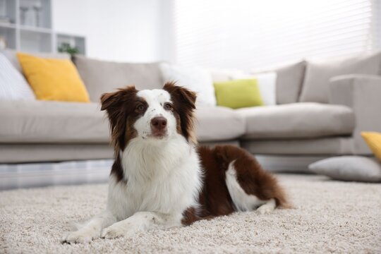 Cute Border Collie dog on floor at home. Space for text