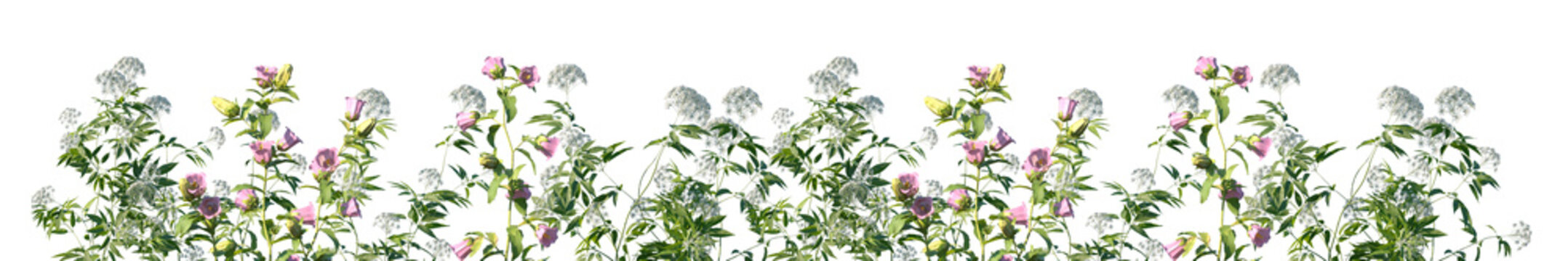 Set of Cicuta virosa and Campanula medium flowering frontal isolated png on a transparent background perfectly cutout high resolution