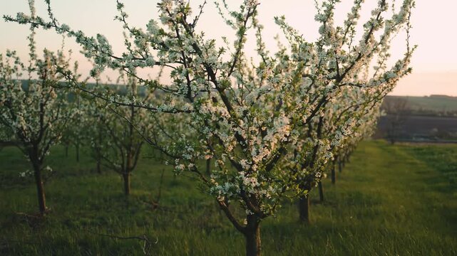 A blooming plum orchard stands in neat rows under the soft evening light of a sunset in the countryside. Spring, nature, garden, trees, blossom, white, flora, agriculture, rural, peaceful, growth