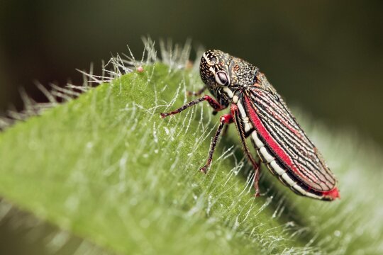 Common leafhopper