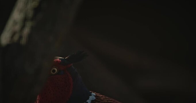 Male Common Pheasant - Phasianus Colchicus, Ring-necked Pheasant, Or Blue-headed
