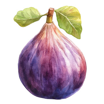 watercolor vector of Fig, isolated on a white background.