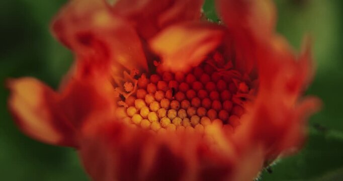 Stunning Close-up View Of Vibrant Orange Flower In Bloom. Thrips - Order Thysanoptera -
