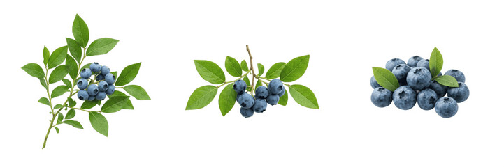 Blueberry branch with green leaves organic berry plant harvest garden fruit nature botanical fresh © kulan