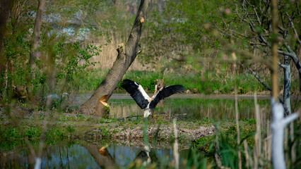 Fototapeta premium A stork spreads its wings. A large migratory bird in the central region of Ukraine. A wading bird searching for food. 
