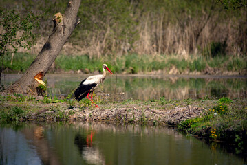 Fototapeta premium The proud gait of an adult wading bird.A large migratory bird in the central region of Ukraine. A wading bird searching for food. 