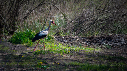 Fototapeta premium The proud gait of an adult wading bird.A large migratory bird in the central region of Ukraine. A wading bird searching for food. 