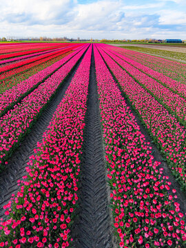 Aerial view of vibrant pink and red tulip fields stretching towards the horizon under a cloudy blue sky in Sommelsdijk, South Holland, Netherlands.