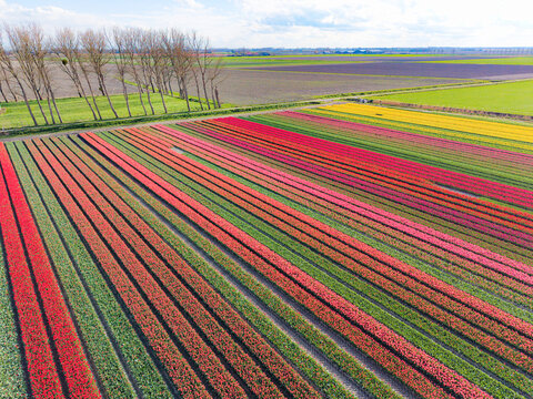 Aerial view of vibrant rows of red, pink, and yellow tulip fields under a clear sky with a line of bare trees in Sommelsdijk, South Holland, Netherlands.