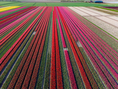 Aerial view of vibrant tulip fields with colorful rows of red and pink flowers stretching across the rural landscape in Sommelsdijk, South Holland, Netherlands.