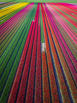 Aerial view of vibrant rows of colorful tulips in bloom across agricultural fields in Sommelsdijk, South Holland, Netherlands.