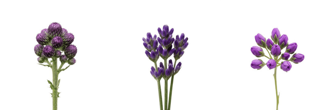 Purple lavender flowers bundle aromatic herb flora nature fragrance organic botanical spa relaxation aromatherapy