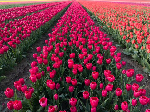 Aerial view of vibrant rows of pink and red tulips blooming in a field under soft light in Sommelsdijk, South Holland, Netherlands.