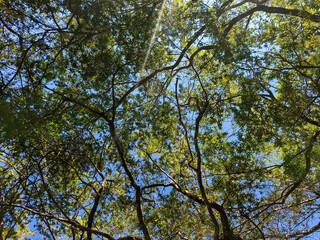 Fototapeta premium Sunlight filtering through lush green tree canopy on a clear day.