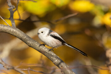 A long-tailed tit in a forest in autumn © Julius
