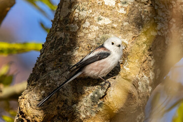A long-tailed tit in a forest in autumn © Julius