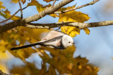 A long-tailed tit in a forest in autumn © Julius