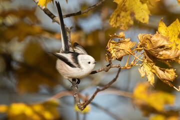 A long-tailed tit in a forest in autumn © Julius