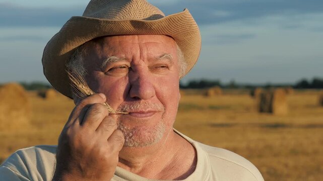 Proud farmer in straw hat holding spikelet of wheat while standing in mown field with haystacks. Businessman is enjoying successful harvest season at summer warm sunset. Portrait old man turning head